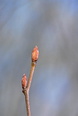 Carpinus betulus 'Columnaris' - habr obecný
